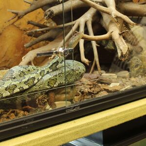 ZARAZA MOŽE DA VAS UNIŠTI! Imate reptila kao ljubimca? Evo koje infekcije mogu da pređu na ljude - SRBI, ČUVAJTE SE