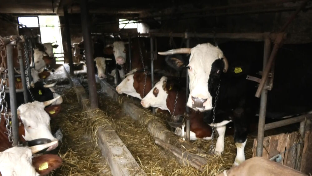 Javni pozivi stočarstvo