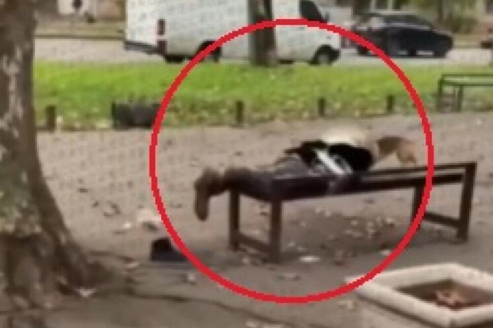 Muškarac vezao ženu za klupu, a onda je pas... Jezive scene iz Odese zaprepastile svet, ovo se sve češće dešava!