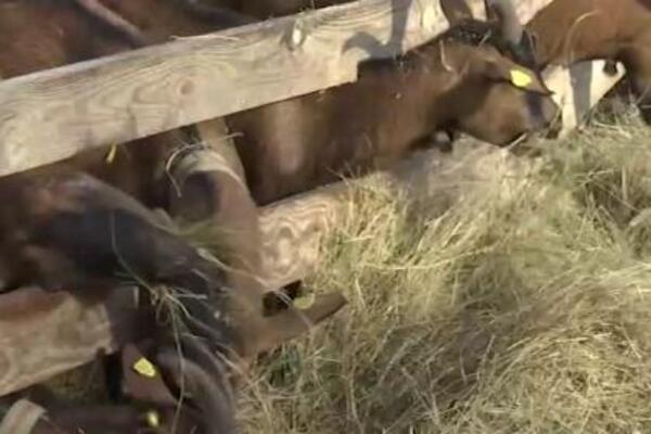 Kozama dali imena Jovana, Zora, Nikolina... Svi u porodici Raković brinu o svojim mezimicama, čak i najmlađi član