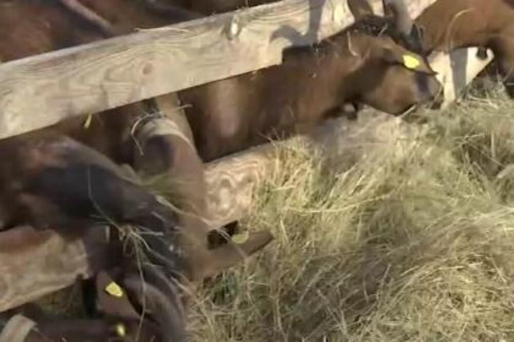 Kozama dali imena Jovana, Zora, Nikolina... Svi u porodici Raković brinu o svojim mezimicama, čak i najmlađi član