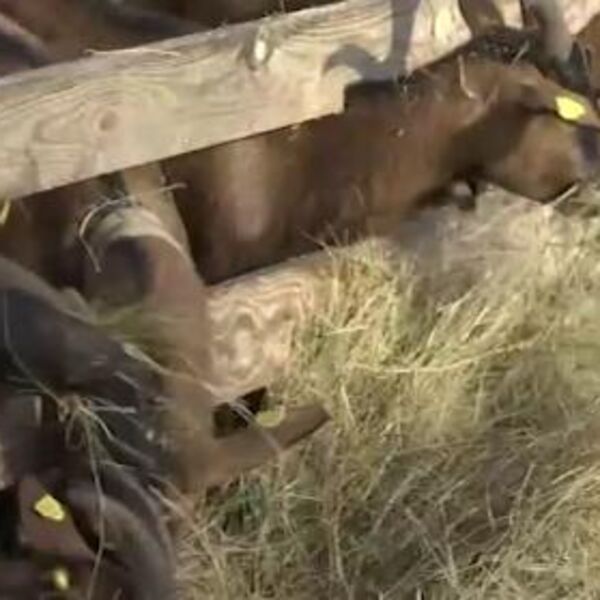 Kozama dali imena Jovana, Zora, Nikolina... Svi u porodici Raković brinu o svojim mezimicama, čak i najmlađi član