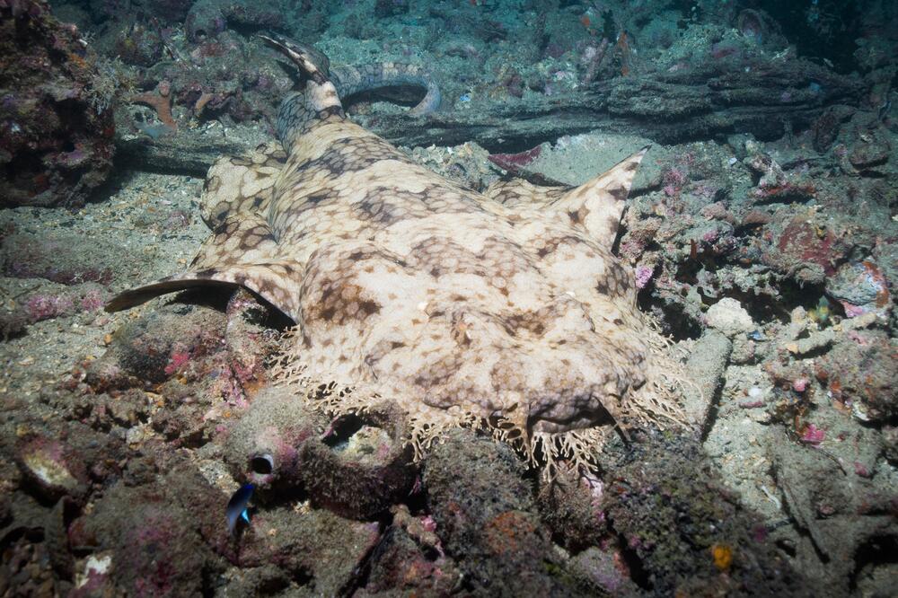 ŽIVI 150 METARA ISPOD MORA, MOŽE DA POJEDE AJKULU U JEDNOM POTEZU: Ovo je VOBEGONG, strah i trepet velikih DUBINA