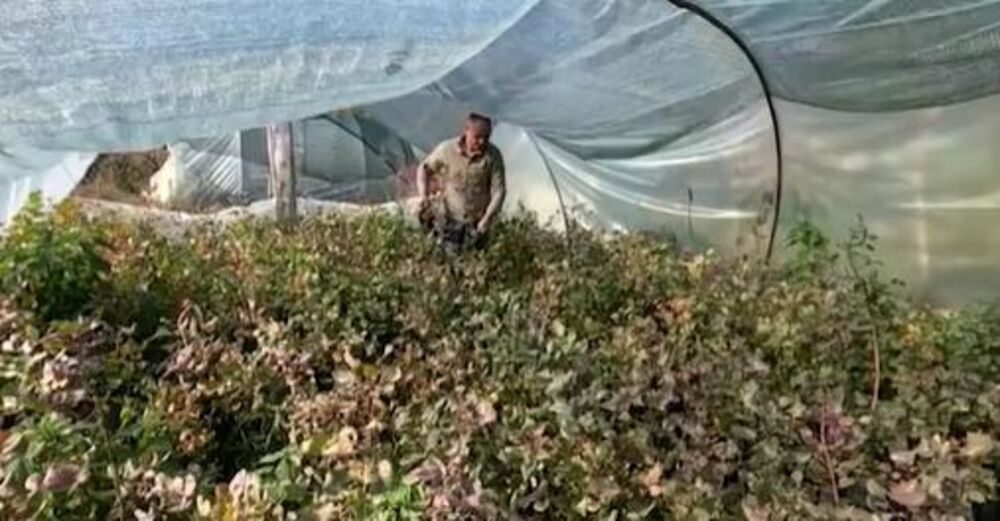 Zarada o uzgajanje pistaća