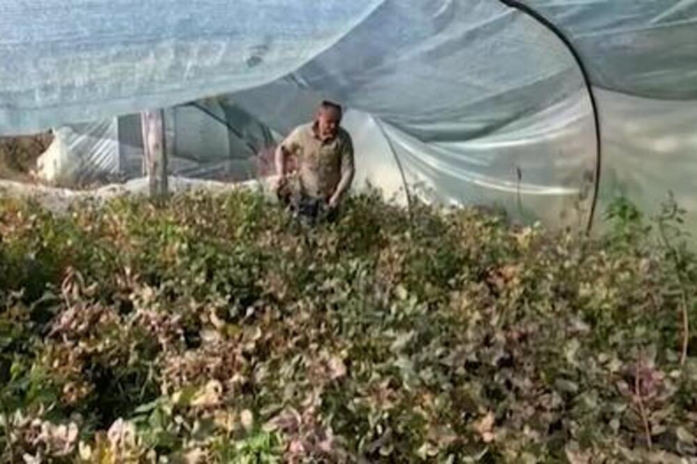 Ovu biljku možete da gajite na balkonu: Zarada po aru donosi 100.000 dinara, laka je za održavanje