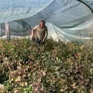 Ovu biljku možete da gajite na balkonu: Zarada po aru donosi 100.000 dinara, laka je za održavanje