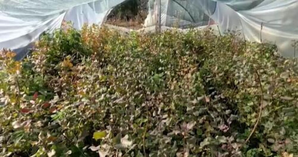 Zeleno zlato u Srbiji vredi 2.000 dinara po kg