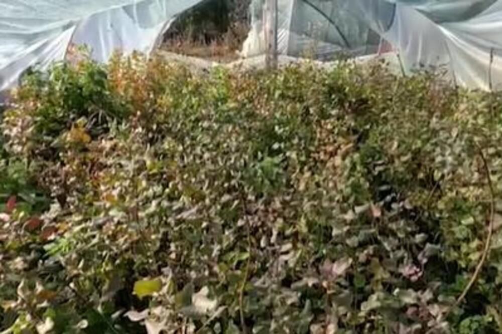 Ovaj biznis je zlata vredan: Sadnja biljke koju svi obožavaju donosi zaradu od 7.000 evra po hektaru!