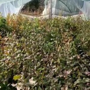 Ovaj biznis je zlata vredan: Sadnja biljke koju svi obožavaju donosi zaradu od 7.000 evra po hektaru!