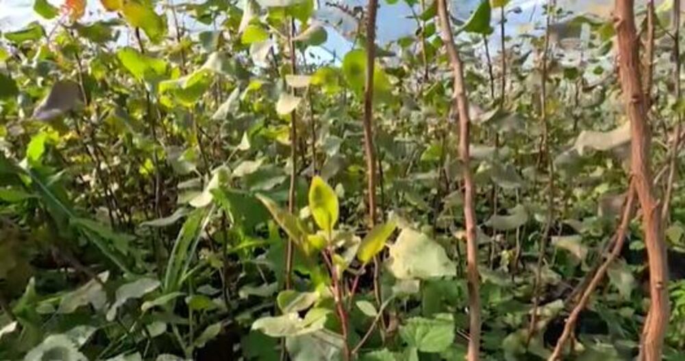 Zeleno zlato u Srbiji vredi 2.000 dinara po kg