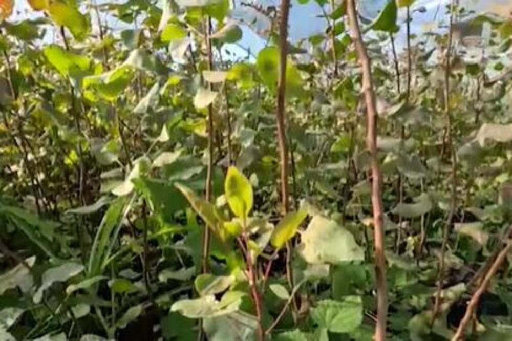 Ova biljka rađa do 15 kilograma i jedina podnosi surovu klimu: U Srbiji donosi ogromno bogatstvo