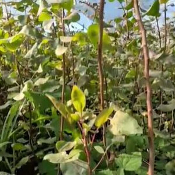 Od ove biljke može bogovski da se živi: Sadnja laka i jeftina, a možete da je prodate po baš velikoj ceni!