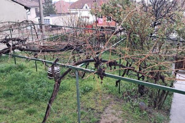 Milutin je izašao u dvorište za Aranđelovdan i šokirao se prizorom: Nije mogao da veruje svojim očima (FOTO)