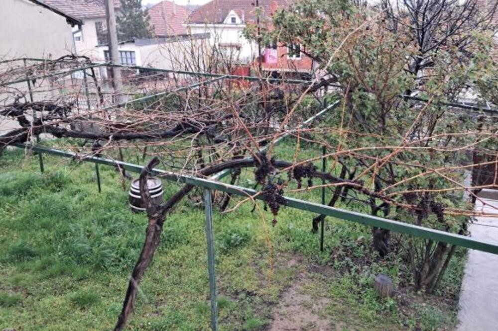 Milutin je izašao u dvorište za Aranđelovdan i šokirao se prizorom: Nije mogao da veruje svojim očima (FOTO)