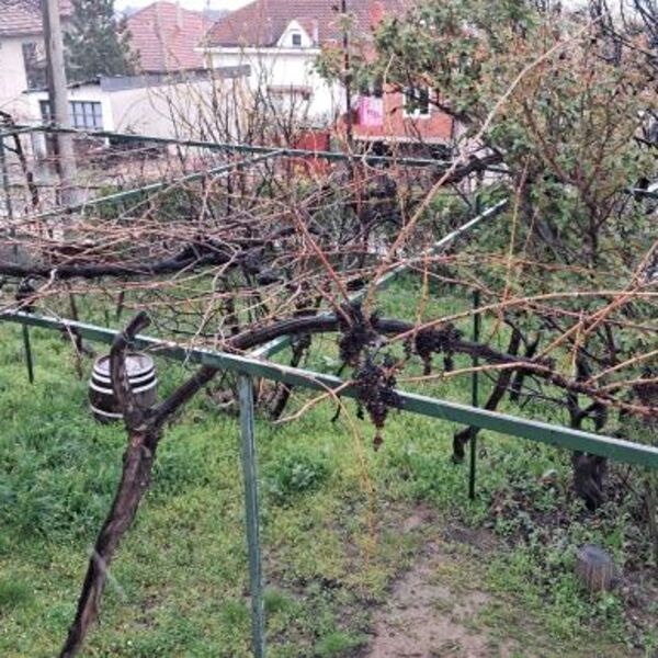Milutin je izašao u dvorište za Aranđelovdan i šokirao se prizorom: Nije mogao da veruje svojim očima (FOTO)
