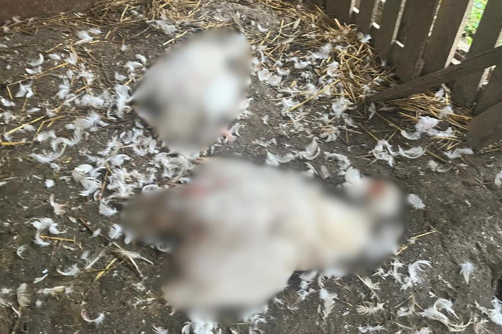 Psi lutalice poklali celu živinu, domaćin zatekao stravičan prizor u kokošinjcu: Neviđeni horor kod Čačka (FOTO)