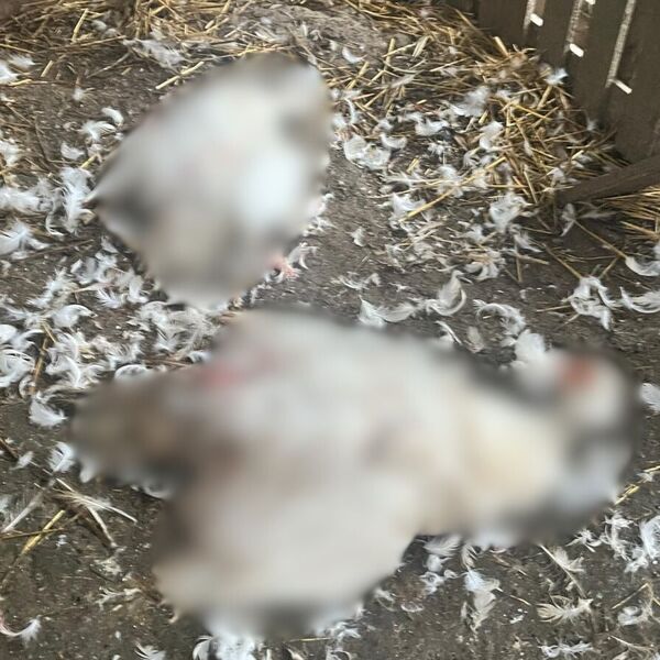 Psi lutalice poklali celu živinu, domaćin zatekao stravičan prizor u kokošinjcu: Neviđeni horor kod Čačka (FOTO)