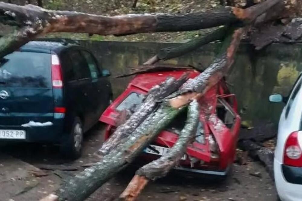 Jeziv prizor na parkingu u Smederevu: Drvo palo na "juga", zgužvalo ga kao limenku! (FOTO)