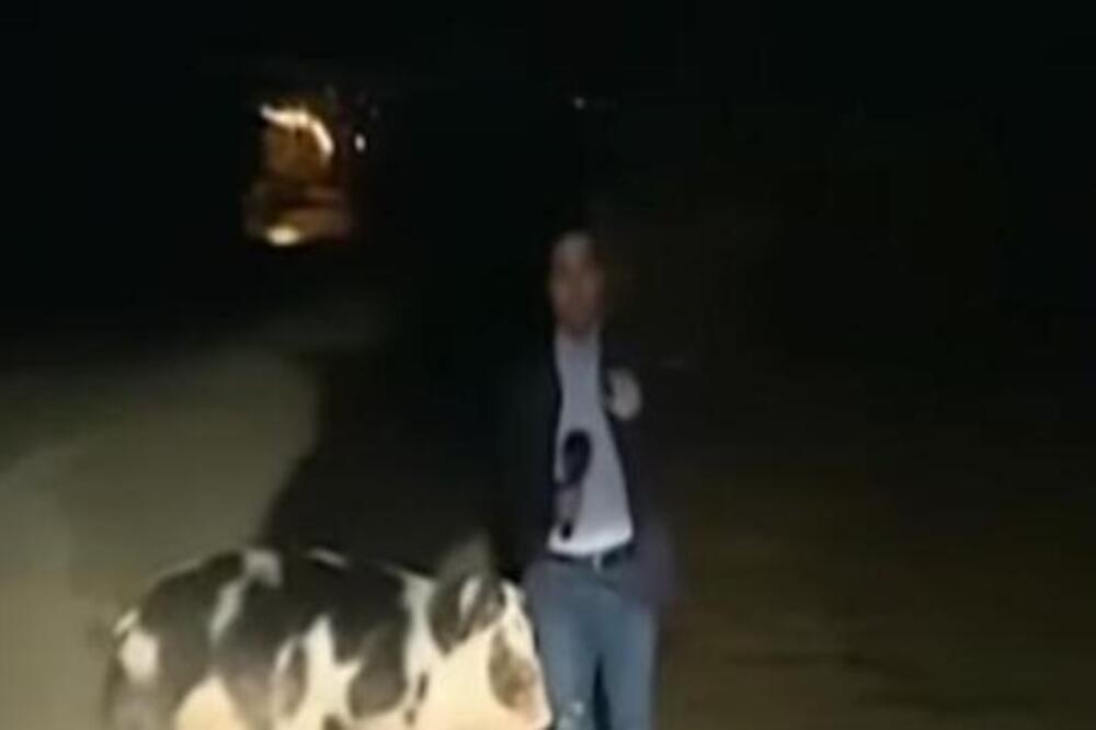NOVINAR SE UKLJUČIO UŽIVO: Iza leđa mu je prišla svinja, ONO ŠTO SE DESILO JE LUDILO! Na TV-u se SVE VIDELO! VIDEO