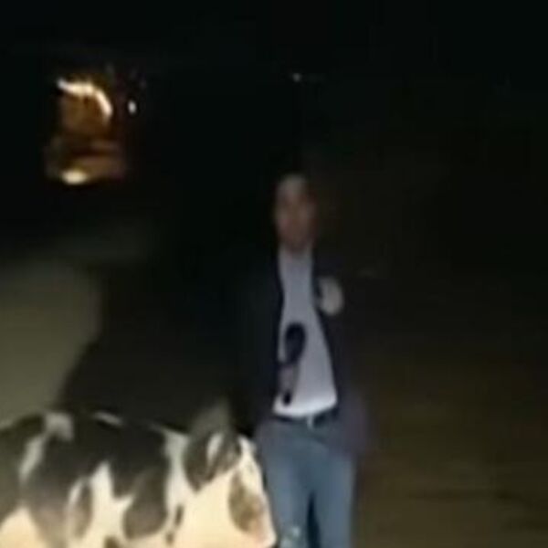 NOVINAR SE UKLJUČIO UŽIVO: Iza leđa mu je prišla svinja, ONO ŠTO SE DESILO JE LUDILO! Na TV-u se SVE VIDELO! VIDEO