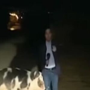 NOVINAR SE UKLJUČIO UŽIVO: Iza leđa mu je prišla svinja, ONO ŠTO SE DESILO JE LUDILO! Na TV-u se SVE VIDELO! VIDEO