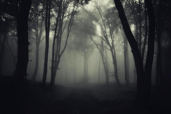 "Strašna" noćna bića pronašla dom u srpskoj šumi: 11 jedinki dobilo novu "kuću", reagovali i ekolozi!