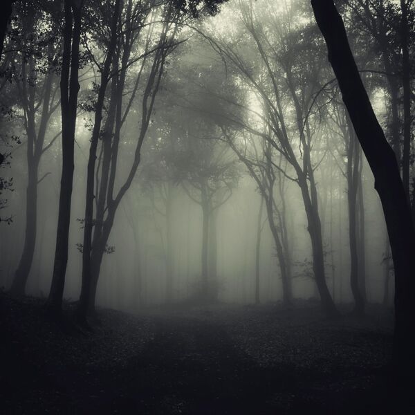 "Strašna" noćna bića pronašla dom u srpskoj šumi: 11 jedinki dobilo novu "kuću", reagovali i ekolozi!