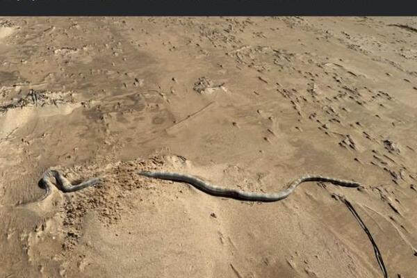 Najezda otrovnih zmija na popularnom letovalištu! Stručnjaci u šoku, nije im ni vreme ni mesto, a njih nikad više