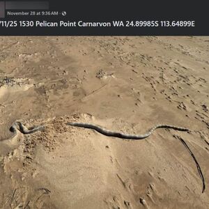 Najezda otrovnih zmija na popularnom letovalištu! Stručnjaci u šoku, nije im ni vreme ni mesto, a njih nikad više