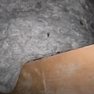 Kad su videli šta im je u kući, odmah su pozvali Danijela - šok nastupio kada je sišao s tavana i pokazao im ruke!