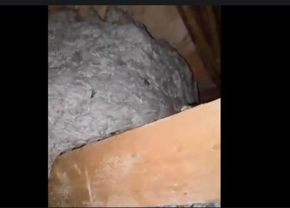 Prizor iz snova ili noćne more? Danijel u rukama drži ono što bi MALO KO SMEO - ljudi nisu mogli da veruju šta vide