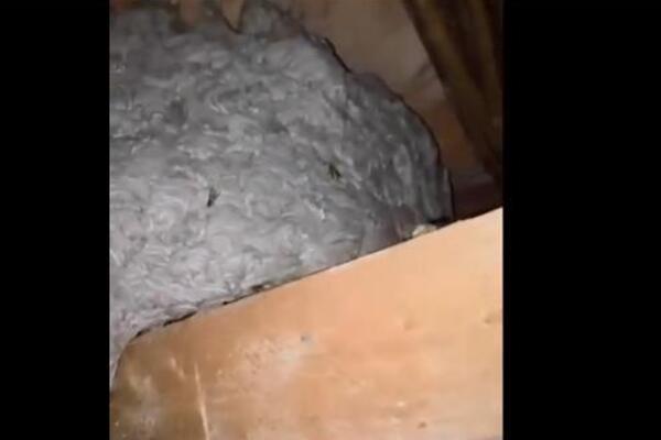 Prizor iz snova ili noćne more? Danijel u rukama drži ono što bi MALO KO SMEO - ljudi nisu mogli da veruju šta vide