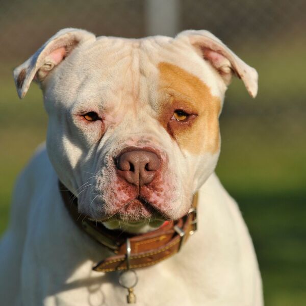 Pitbul usmrtio dečaka (2)! Uplašio se zvužduka i pucnjave od lovaca, pa nasrnuo na mališana naočigled roditelja