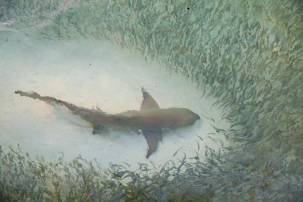 MORE SE PRETVORILO U KRVAVU GOZBU: Stotine ajkula masakrirale ribe i to pred kamerama, zapanjujuć snimak! (VIDEO)