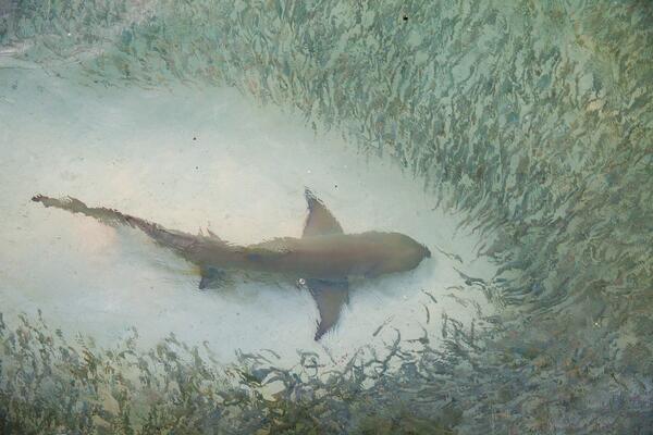 MORE SE PRETVORILO U KRVAVU GOZBU: Stotine ajkula masakrirale ribe i to pred kamerama, zapanjujuć snimak! (VIDEO)