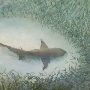 MORE SE PRETVORILO U KRVAVU GOZBU: Stotine ajkula masakrirale ribe i to pred kamerama, zapanjujuć snimak! (VIDEO)