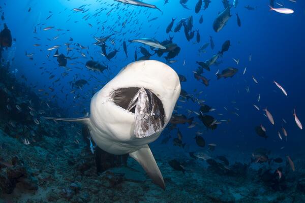 Snimljena ogromna neman od 770 kilograma u dubini mora! Pogledajte najvećeg mužjaka bele ajkule (VIDEO)