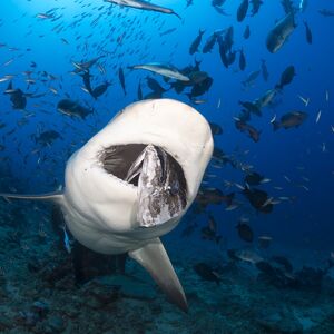 Snimljena ogromna neman od 770 kilograma u dubini mora! Pogledajte najvećeg mužjaka bele ajkule (VIDEO)