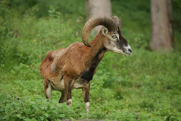 Ove čudne životinje su stigle iz Češke u Ljuboviju: 9 jedinki pušteno da slobodno luta divljinom Srbije