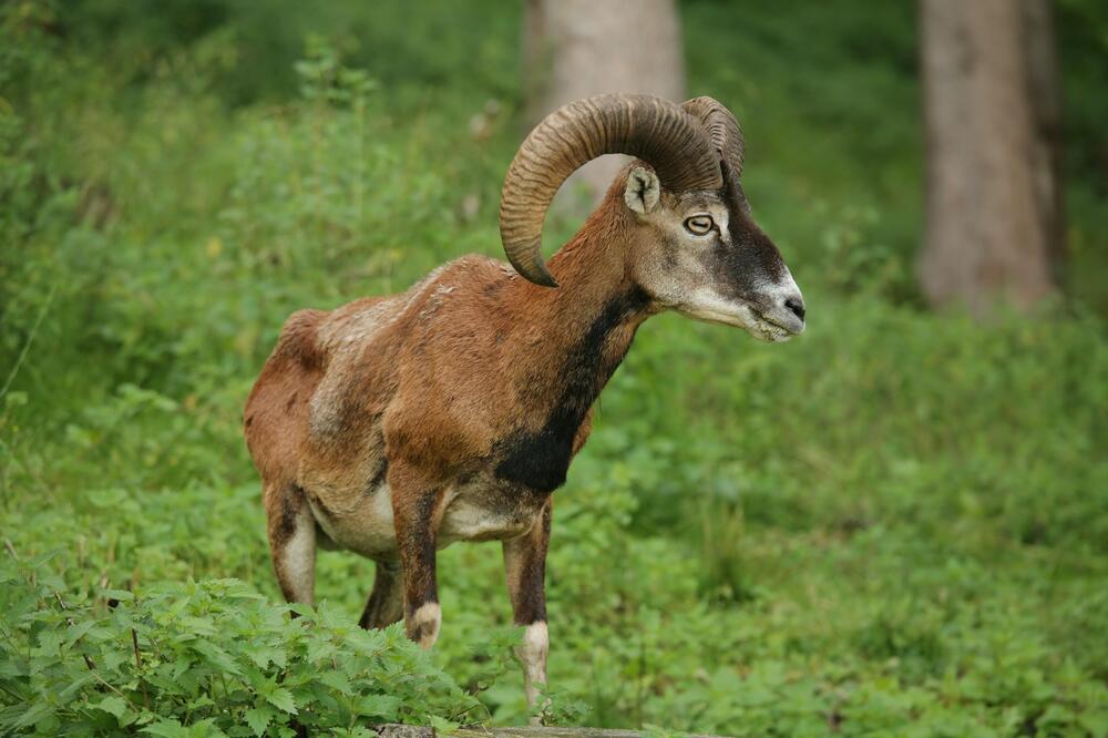 Ove čudne životinje su stigle iz Češke u Ljuboviju: 9 jedinki pušteno da slobodno luta divljinom Srbije
