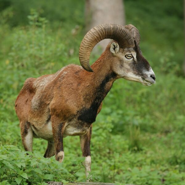 Ove čudne životinje su stigle iz Češke u Ljuboviju: 9 jedinki pušteno da slobodno luta divljinom Srbije