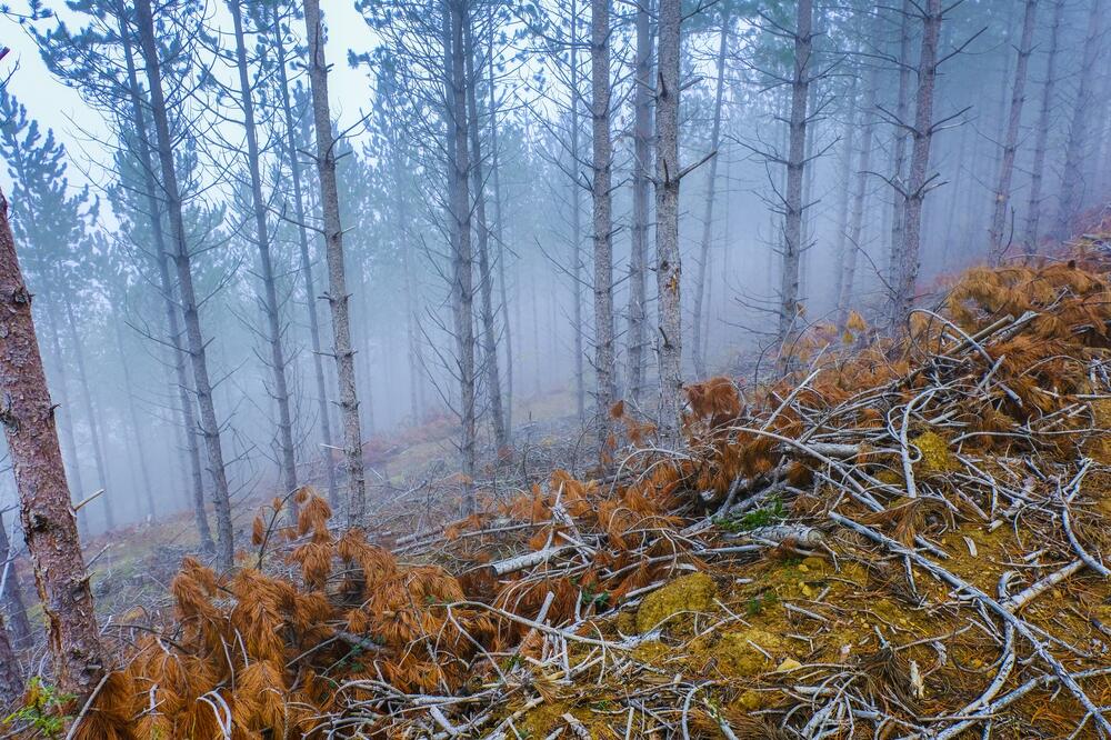 Neće da proda, a ne zna odakle da počne: Nasledio 100 hektara šume i ne zna šta će, ovako može da zaradi brda para