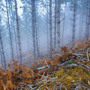 Neće da proda, a ne zna odakle da počne: Nasledio 100 hektara šume i ne zna šta će, ovako može da zaradi brda para