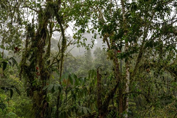 U šumama se dešava nešto jako loše, svi se pravimo da ne vidimo, a znak je tu: Biče vam jeziv osećaj kada čujete