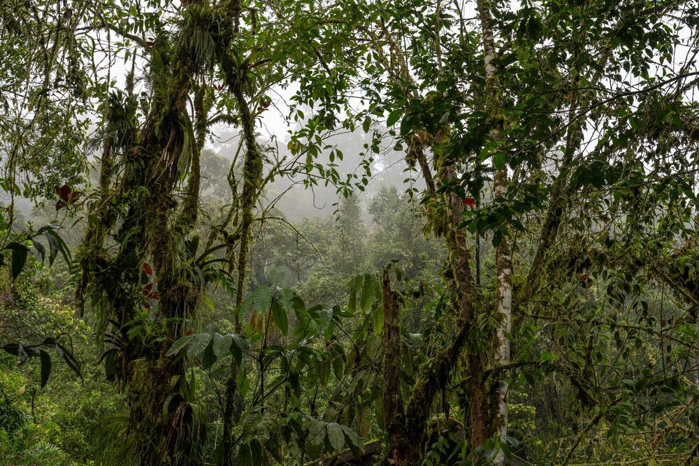 U šumama se dešava nešto jako loše, svi se pravimo da ne vidimo, a znak je tu: Biče vam jeziv osećaj kada čujete