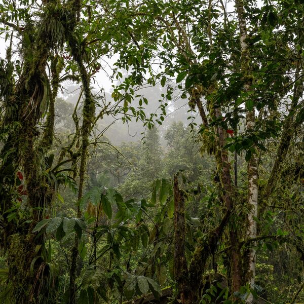 U šumama se dešava nešto jako loše, svi se pravimo da ne vidimo, a znak je tu: Biče vam jeziv osećaj kada čujete
