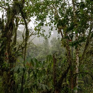 U šumama se dešava nešto jako loše, svi se pravimo da ne vidimo, a znak je tu: Biče vam jeziv osećaj kada čujete