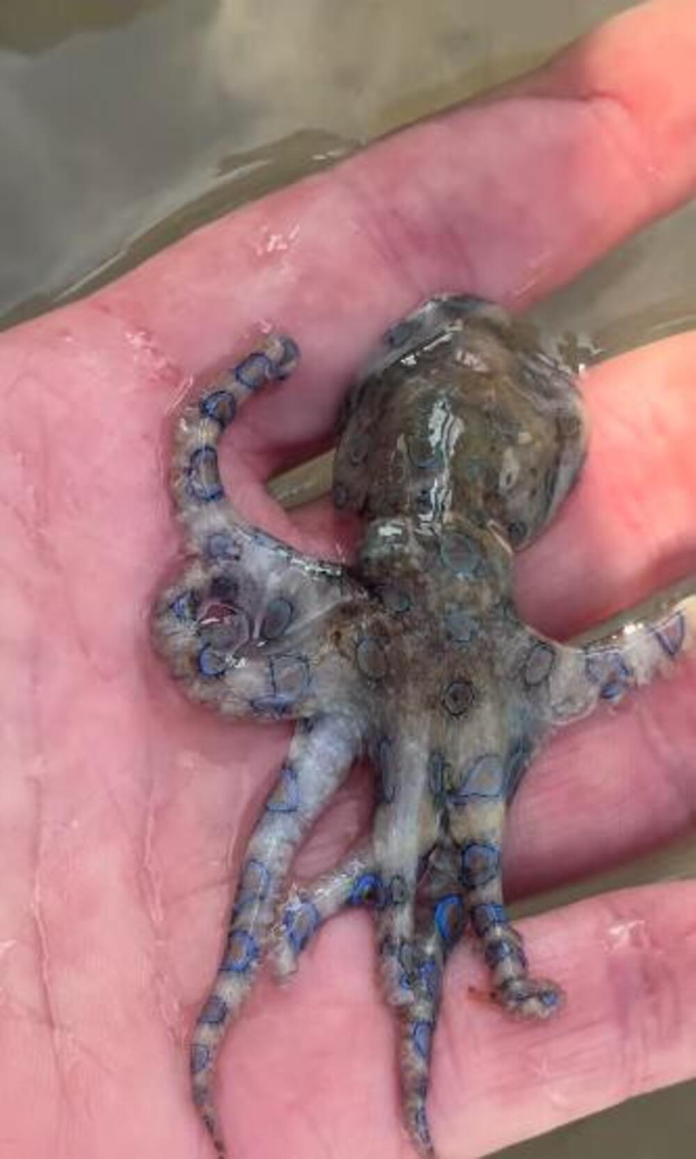 Ugledao SLATKO STVORENJE, pa... Pukom srećom je ostao živ, kada je saznao šta je DRŽAO U RUCI PRETRNUO JE U SEKUNDI