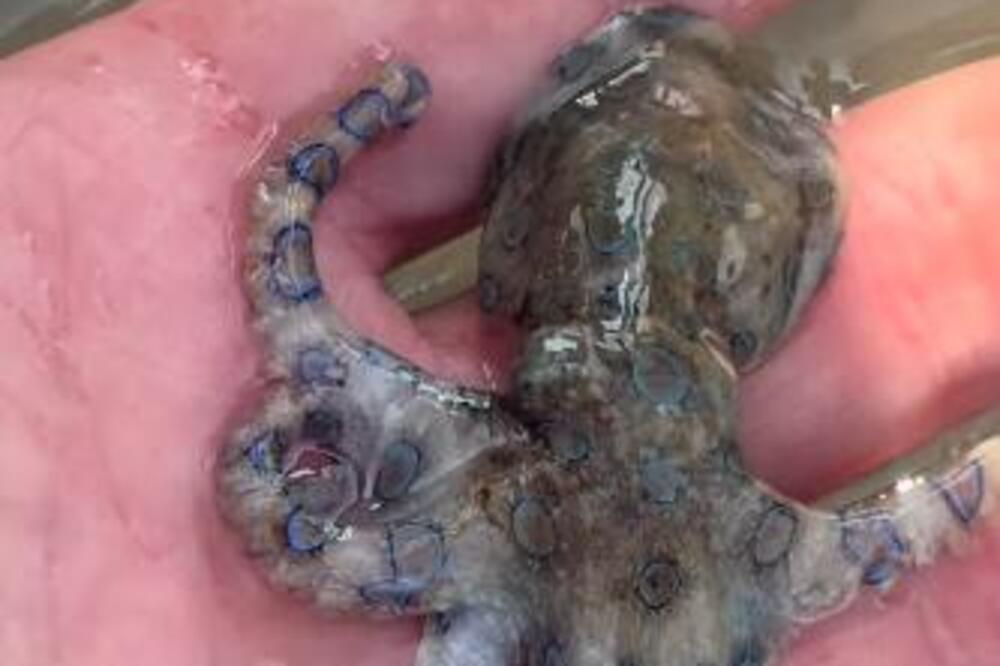 Ugledao SLATKO STVORENJE, pa... Pukom srećom je ostao živ, kada je saznao šta je DRŽAO U RUCI PRETRNUO JE U SEKUNDI