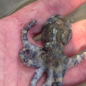 Ugledao SLATKO STVORENJE, pa... Pukom srećom je ostao živ, kada je saznao šta je DRŽAO U RUCI PRETRNUO JE U SEKUNDI